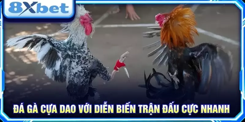 Đá gà cựa dao với diễn biến trận đấu cực nhanh