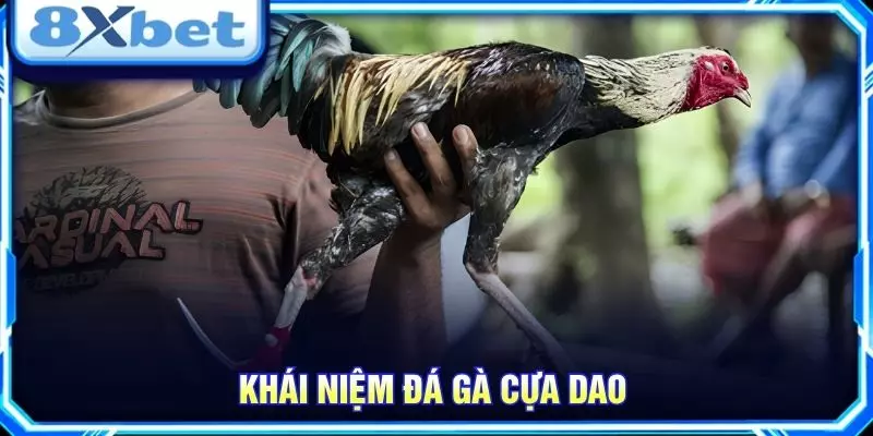 Khái niệm đá gà cựa dao
