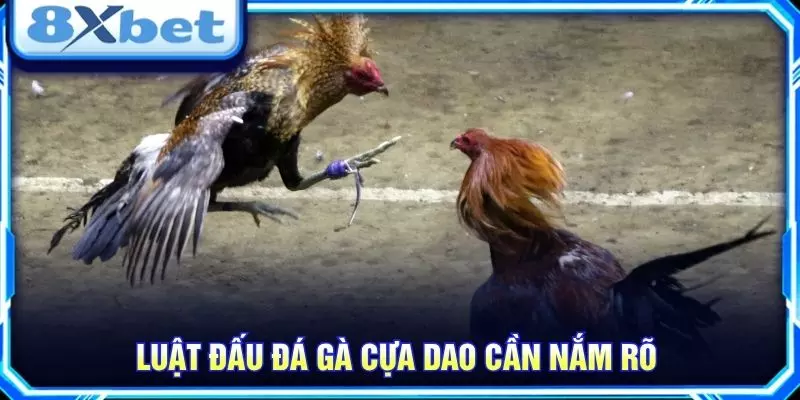 Luật đấu đá gà cựa dao cần nắm rõ