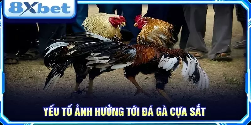 Yếu tố ảnh hưởng tới đá gà cựa sắt