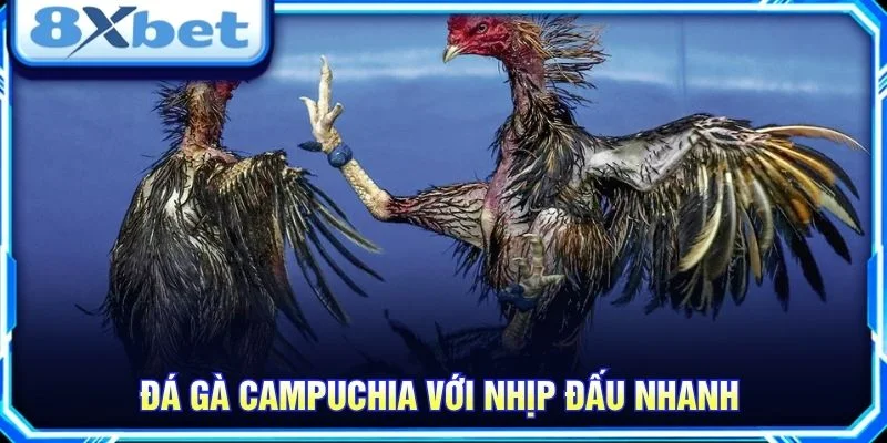 Đá gà Campuchia với nhịp đấu nhanh