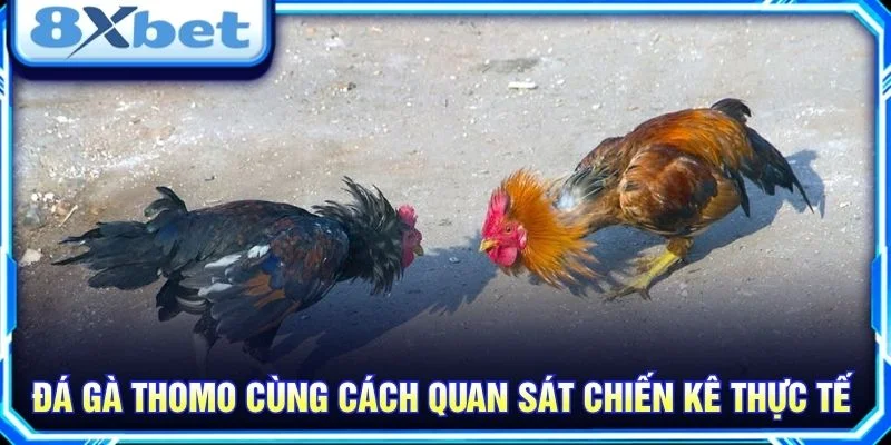 Đá gà Thomo cùng cách quan sát chiến kê thực tế