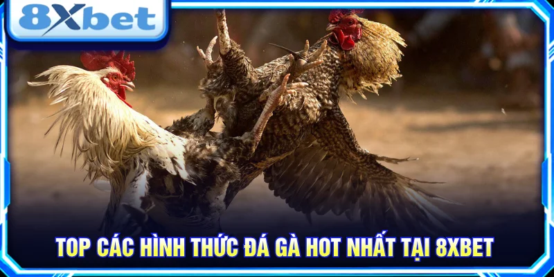 Khám phá các hình thức đá gà 8XBET cùng đặc điểm từng loại