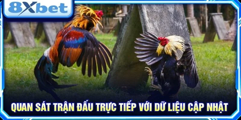 Quan sát trận đấu trực tiếp với dữ liệu cập nhật