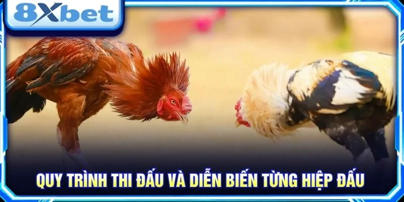 Quy trình thi đấu và diễn biến từng hiệp đấu