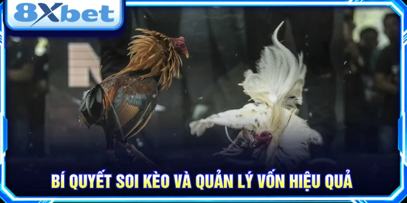 Tìm hiểu cách soi kèo đá gà 8XBET và nguyên tắc quản lý ngân sách an toàn