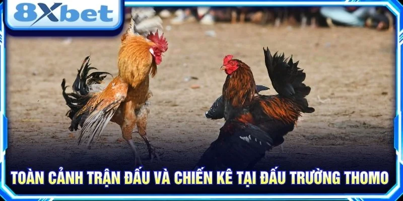 Toàn cảnh trận đấu và chiến kê tại đấu trường Thomo